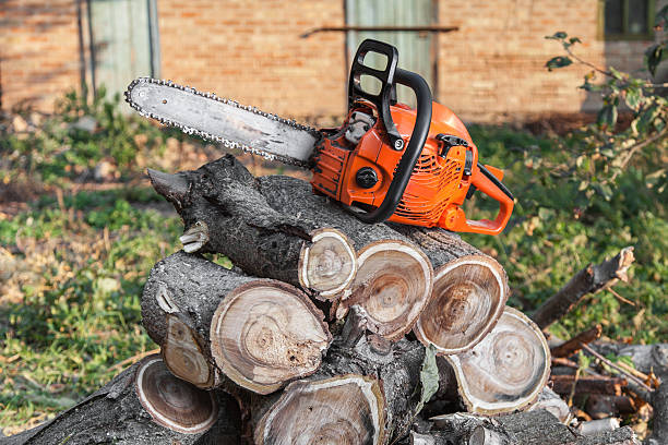 Best Large Tree Removal  in USA